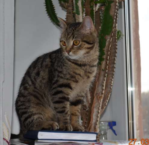 Котята в добрые руки Котята в добрые руки
