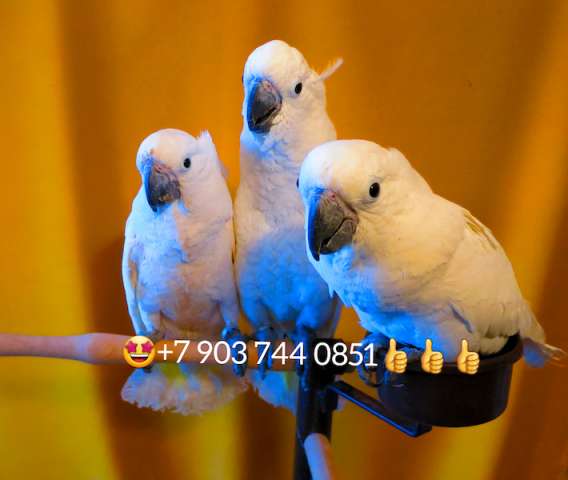Белохохлый какаду (Cacatua alba) ручные птенцы из питомника Белохохлый какаду (Cacatua alba) ручные птенцы из питомника