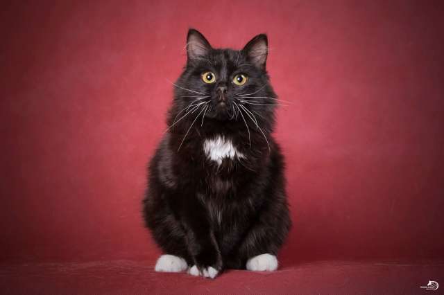 Молоденький котик очень ищет семью! Молоденький котик очень ищет семью!