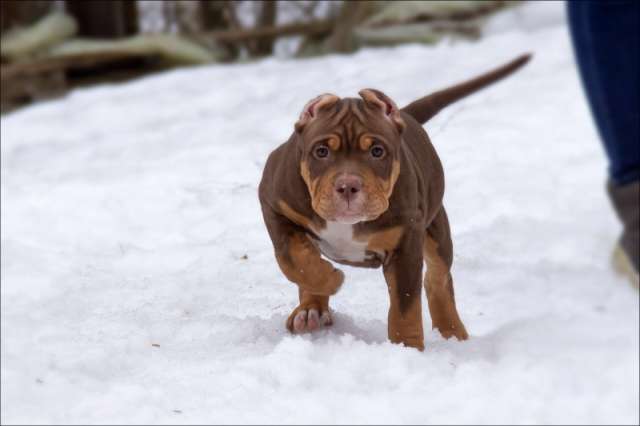 Американский булли. American Bully. Американский булли. American Bully.
