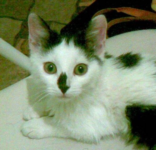 КОТЕНОК-ДЕВОЧКА ИЩЕТ ДОМ! СРОЧНО! КОТЕНОК-ДЕВОЧКА ИЩЕТ ДОМ! СРОЧНО!