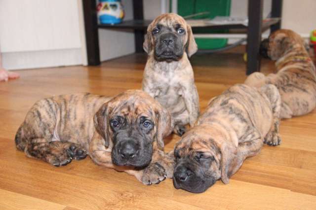Щенки немецкого дога / Great Dane puppies Щенки немецкого дога / Great Dane puppies