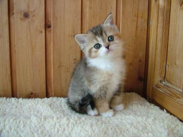 Компанейские шотландские котята Компанейские шотландские котята