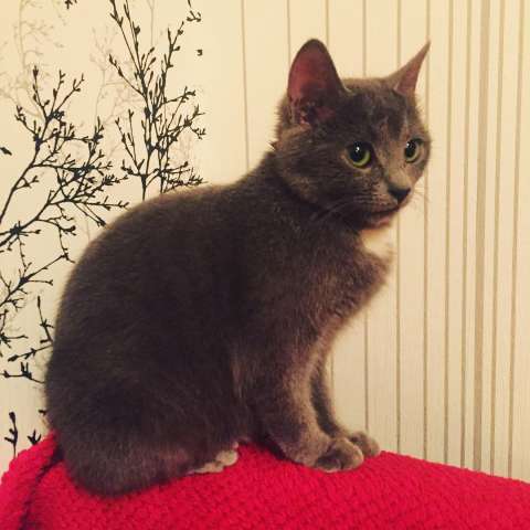 Красивые котята в ДАР! Красивые котята в ДАР!