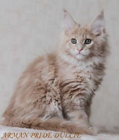 Нежная кошечка Дульсия Нежная кошечка Дульсия