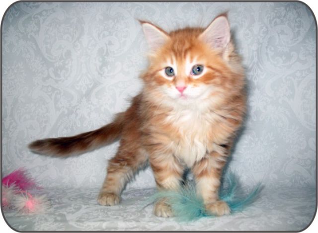 Котята Мейн Кун Котята Мейн Кун
