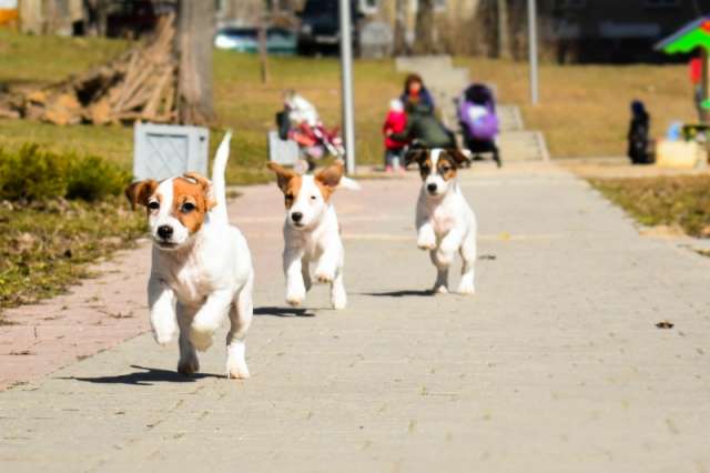 Перспективные щенки Джек Рассел терьера