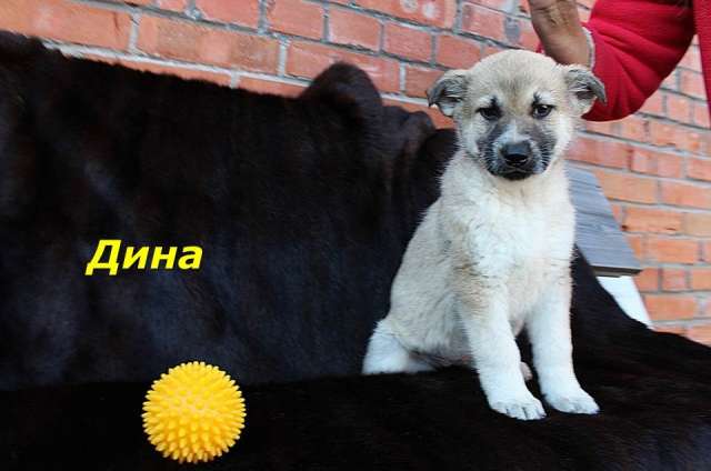 Очаровательные, милые щенки ИЩУТ ДОМ и ЛЮБЯЩУЮ СЕМЬЮ! Очаровательные, милые щенки ИЩУТ ДОМ и ЛЮБЯЩУЮ СЕМЬЮ!