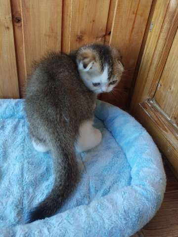 Отличнейшие шотландские котята Отличнейшие шотландские котята