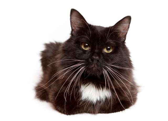 Котик- мальчик в самые добрые руки! Котик- мальчик в самые добрые руки!