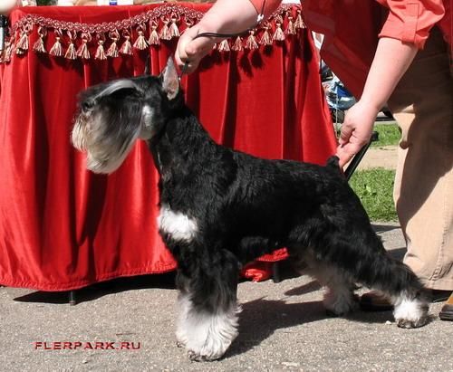 щенки цверга щенки цверга