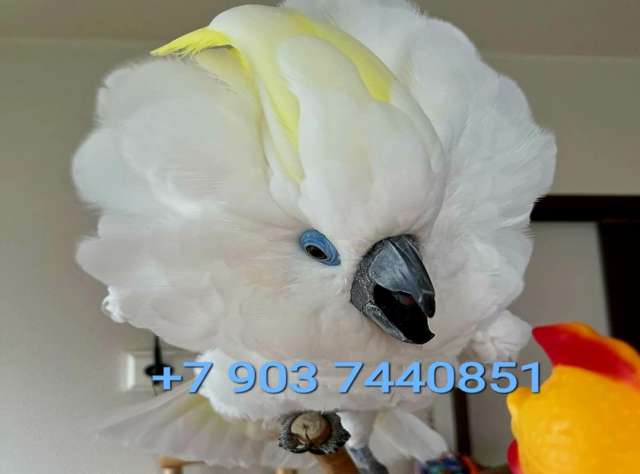 Синеочковый какаду (Cacatua ophthalmica) ручные птенцы из питомника Синеочковый какаду (Cacatua ophthalmica) ручные птенцы из питомника