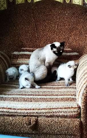 Сиамские котята ищут дом Сиамские котята ищут дом