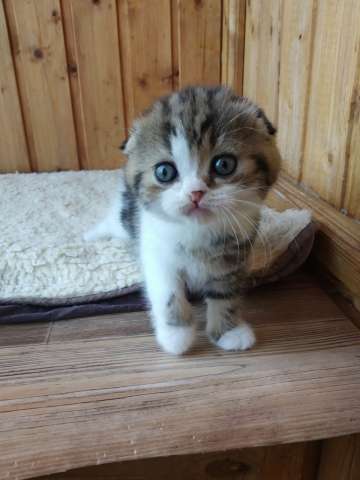 Великолепные шотландские котята из питомника Великолепные шотландские котята из питомника