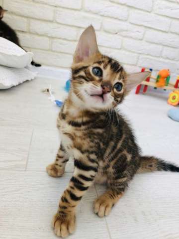 Продам Бенгальских котят Продам Бенгальских котят
