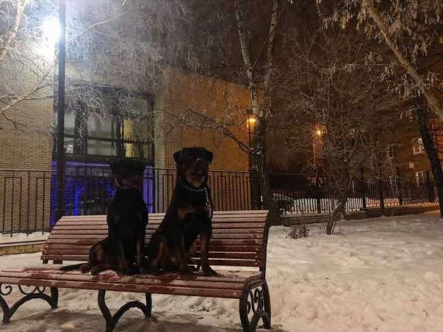 Щенки ротвейлера Щенки ротвейлера
