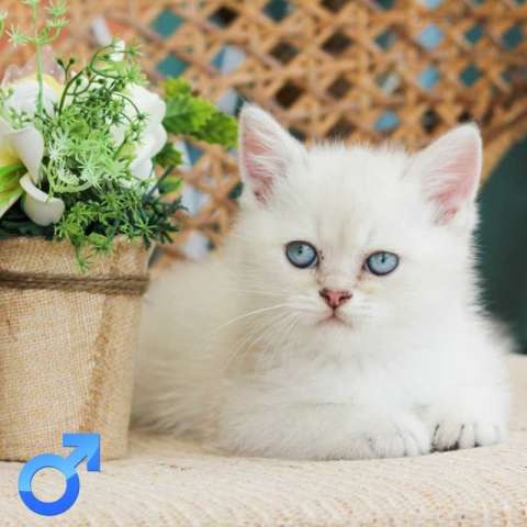британские котята британские котята
