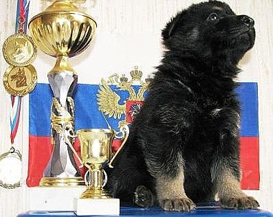 Восточноевропейская овчарка.Лучшие щенки. Восточноевропейская овчарка.Лучшие щенки.