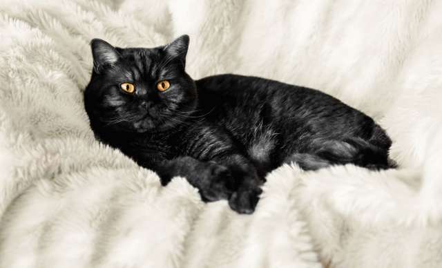 Домашняя передержка кошек и котов Домашняя передержка кошек и котов