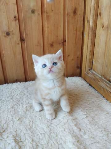 Отличные шотландские котята из питомника Отличные шотландские котята из питомника