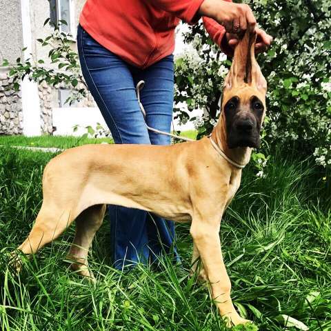 Щенки немецкого дога / Great Dane puppies Щенки немецкого дога / Great Dane puppies
