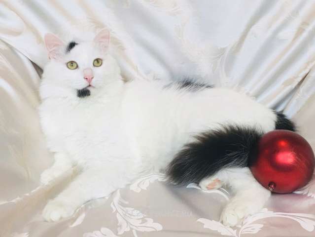 Роскошный молодой котик Балу в поисках семьи! Роскошный молодой котик Балу в поисках семьи!
