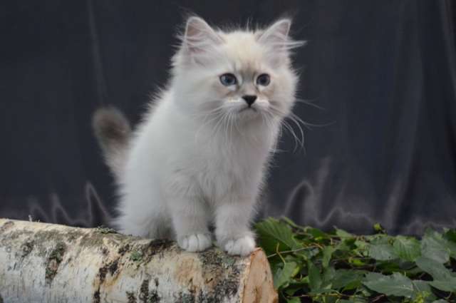 Невские Маскарадные котята из питомника Невские Маскарадные котята из питомника