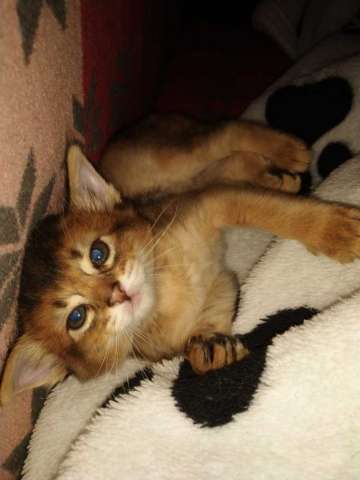 Сомалийский котёнок Сомалийский котёнок
