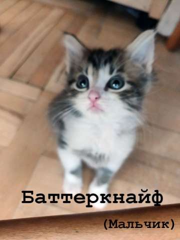 Котята 1,5 месяца, 2 девочки и мальчик бесплатно Котята 1,5 месяца, 2 девочки и мальчик бесплатно