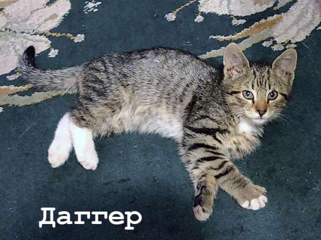 Даггер, котенок, 2,5 месяца, в добрые руки Даггер, котенок, 2,5 месяца, в добрые руки