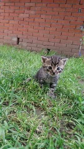 Отдам даром маленьких котят Отдам даром маленьких котят