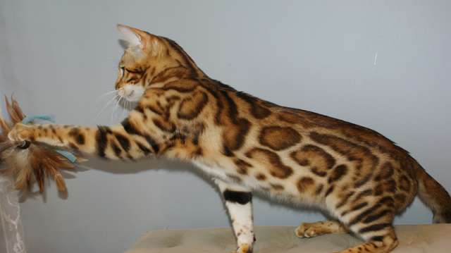 Элитные бенгальские котята из питомника Leopardetta Элитные бенгальские котята из питомника Leopardetta