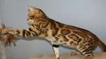 Элитные бенгальские котята из питомника Leopardetta