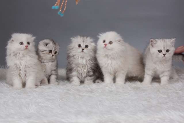 Шотландские котята Шотландские котята
