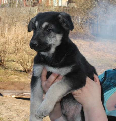 Щенки восточноевропейской овчарки Щенки восточноевропейской овчарки