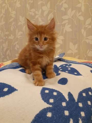 Котята мейн-кун Котята мейн-кун