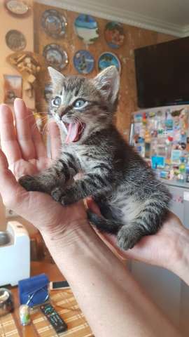 Котенок девочка дюймовочка в добрые руки! Котенок девочка дюймовочка в добрые руки!