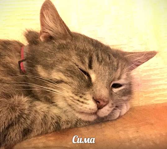 Сима, спокойна, уютная кошка Сима, спокойна, уютная кошка