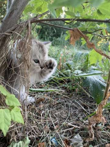 Шотландские котята Шотландские котята