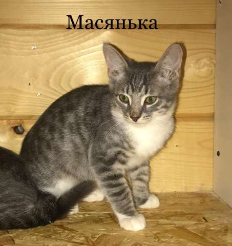 Котята в дар Котята в дар
