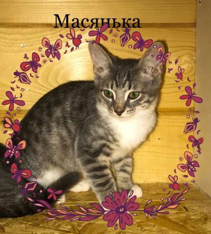 Прекрасные котята ищут дом Прекрасные котята ищут дом
