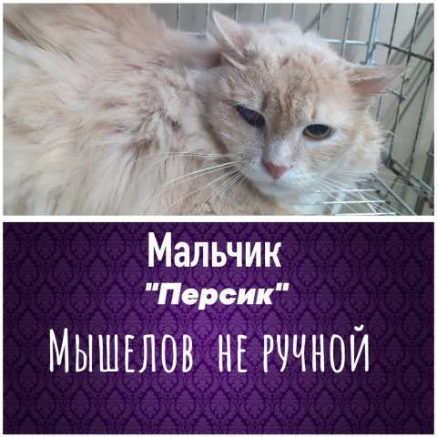 Отменные мышеловки и мышеловы ТУТ Отменные мышеловки и мышеловы ТУТ
