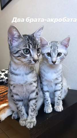 Котята Египетская Мау Котята Египетская Мау