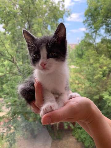 Котенок в добрые руки Котенок в добрые руки