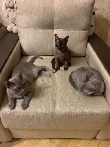Котята подростки Бурма (5 мес) Котята подростки Бурма (5 мес)