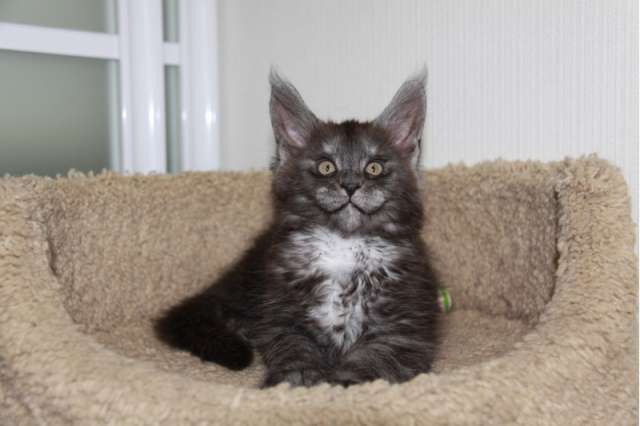 котята мейн кун котята мейн кун