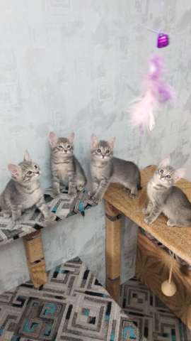 Отдам котят в хорошие руки Отдам котят в хорошие руки