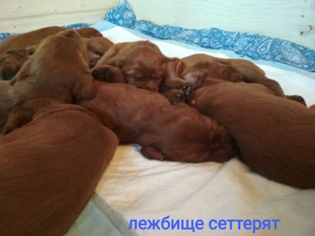 Продам ответственным и любящим хозяевам Продам ответственным и любящим хозяевам