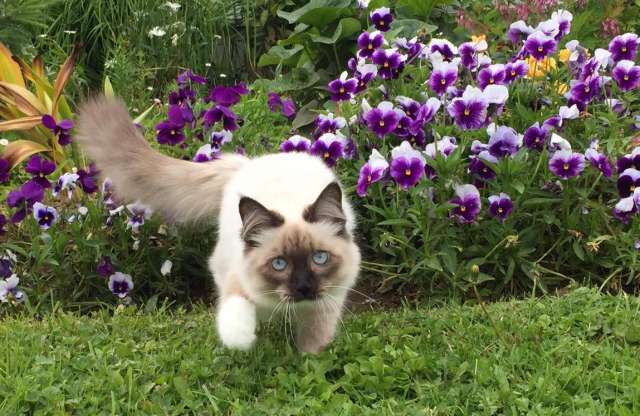 Невские Маскарадные котята Невские Маскарадные котята