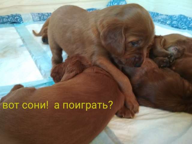 Продам ответственным и любящим хозяевам Продам ответственным и любящим хозяевам